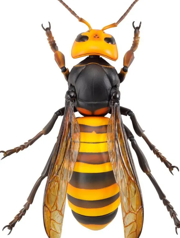 Revogeo Vespa Mandarinia (Asian Giant Hornet / "Murder Hornet") (Reissue)