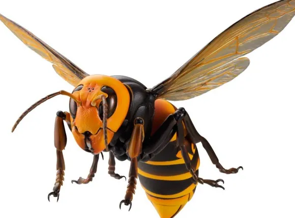 Revogeo Vespa Mandarinia (Asian Giant Hornet / "Murder Hornet") (Reissue)