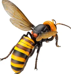 Revogeo Vespa Mandarinia (Asian Giant Hornet /