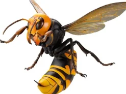 Revogeo Vespa Mandarinia (Asian Giant Hornet /